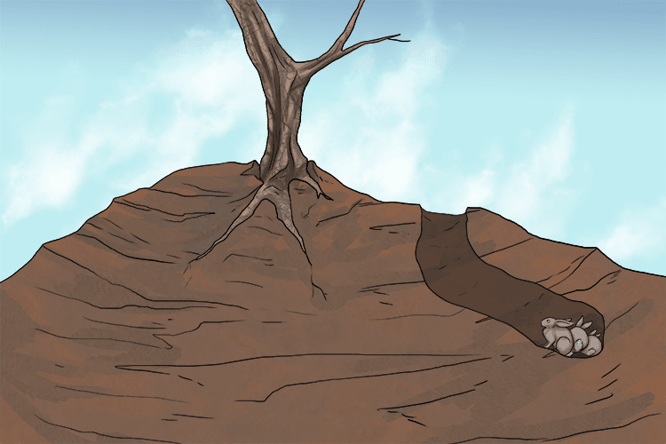 Biological weathering is caused by plants and animals.